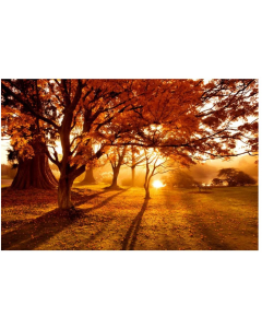 Magnolia Box Early Morning Sunlight Illuminates Japanese Maple Trees Near the Lake Photographic Print (Small)