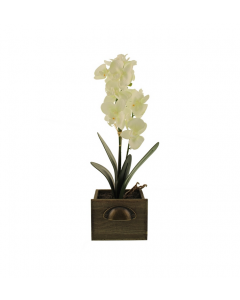 Sage Decor 48cm Cream Phalaenopsis Orchid in Wooden Pot