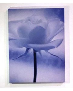 ART SALES ROOM Blue Love White Flower Art Print Canvas, Blue 55 x 80 cm