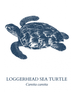 Americanflat  Sea Turtle Graphic Art Unframed 60 cm H x 42 cm W