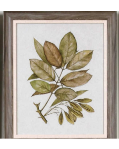 Uttermost Botanical Seedlings Framed Print On Parchment Paper Green Brown With Brown Grey Frame 20" W X 24" H X 1" D  