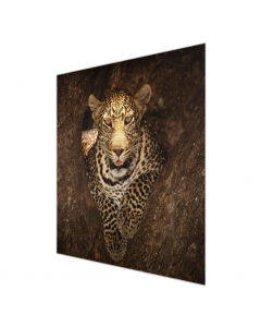 JP London Wall Art 'Leopard Resting on a Tree' Photograph on Glass 60cm x 90cm