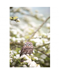 Mirrorstone Owl In The Spring NXT Gen Wall Infrared Heating Panel 900W Frame Silver 