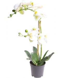Nova-Nature Bora Artificial Orchid White, Black Plastic Pot with Tissues 50cm